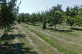 BEE FARM VOYVODA