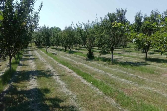 BEE FARM VOYVODA